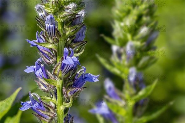 Big Blue Lobelia