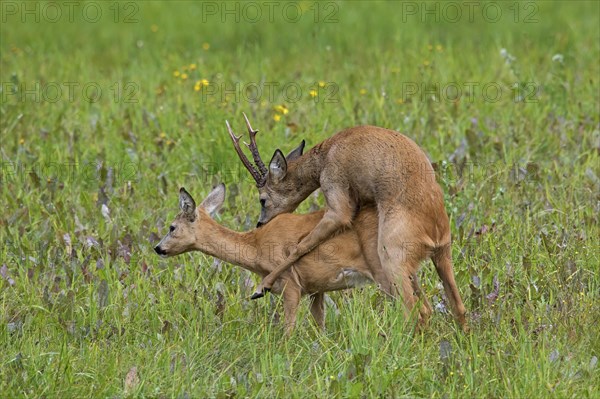 European european roe deer