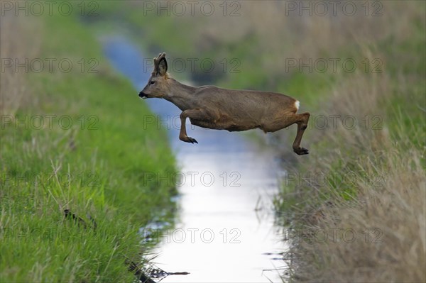 European european roe deer