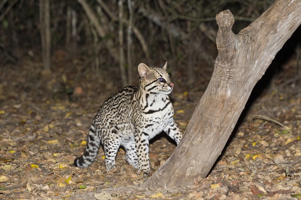 Ocelot