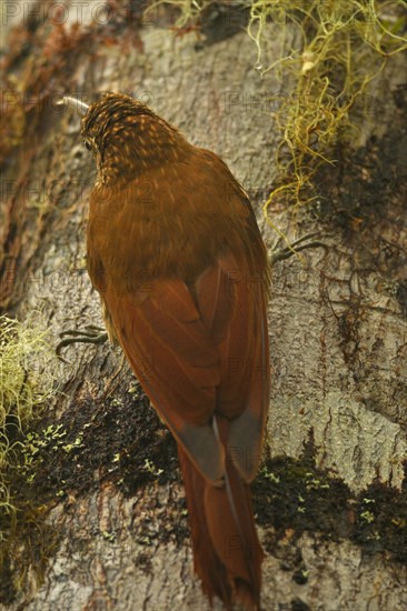 Mountain forest tree climber