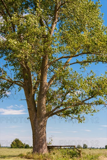 x canescens GREY POPLAR