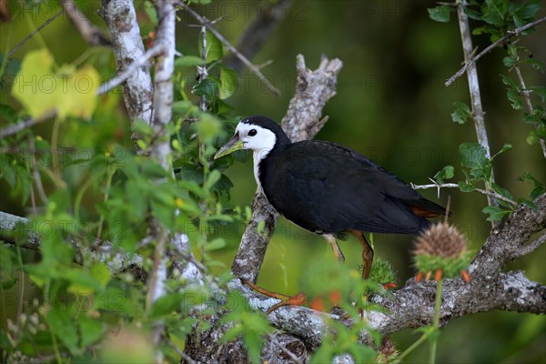 White-breasted water-hen