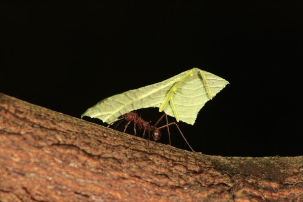 Leafcutter ant