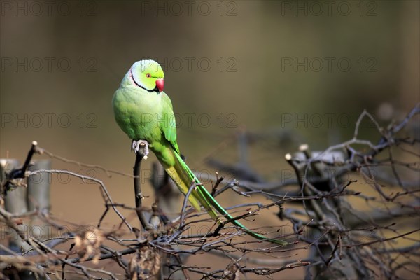 Rose-ringed parakeet