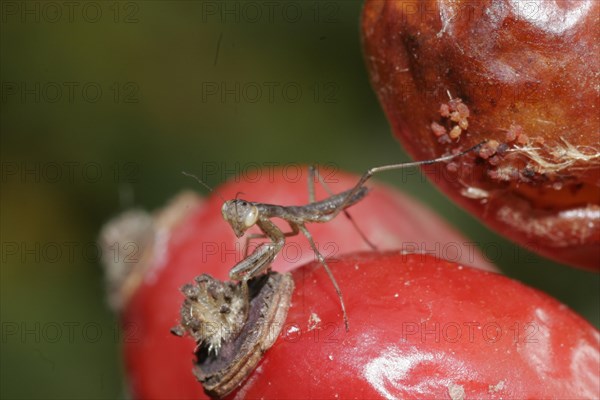 Praying mantis