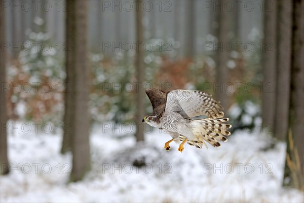 Northern goshawk