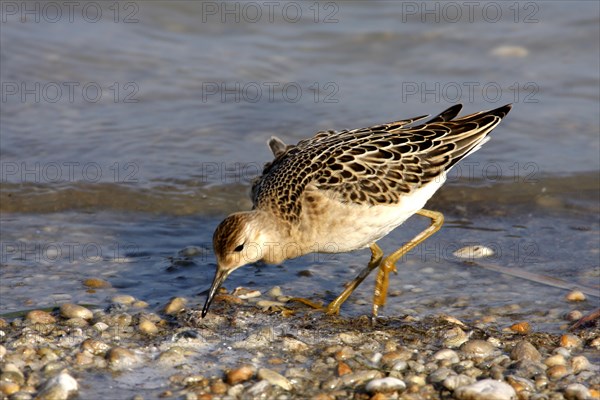 Red knot