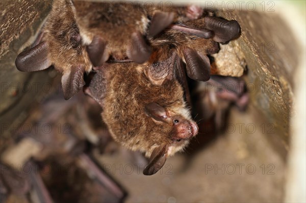 Bechstein's bat