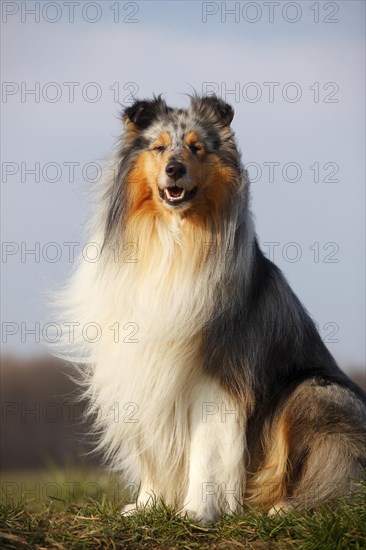 Scottish shepherd dog