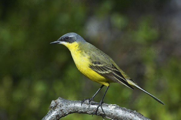 Yellow Wagtail