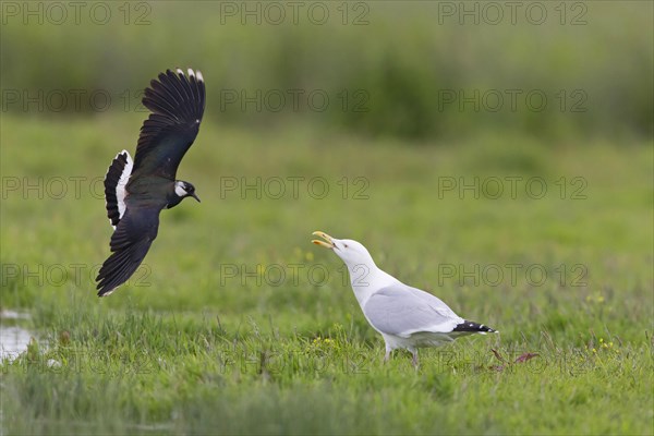 Northern Lapwing