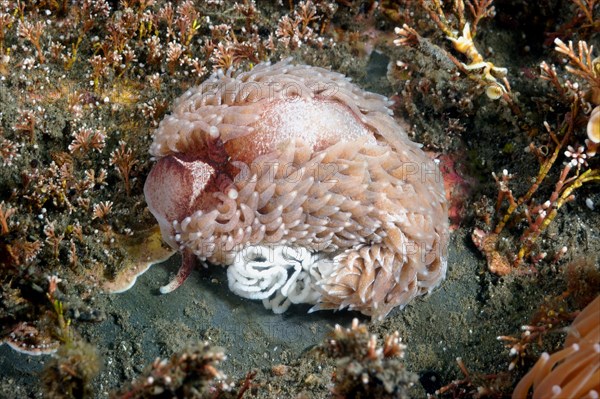 Common Grey Seaslug adult