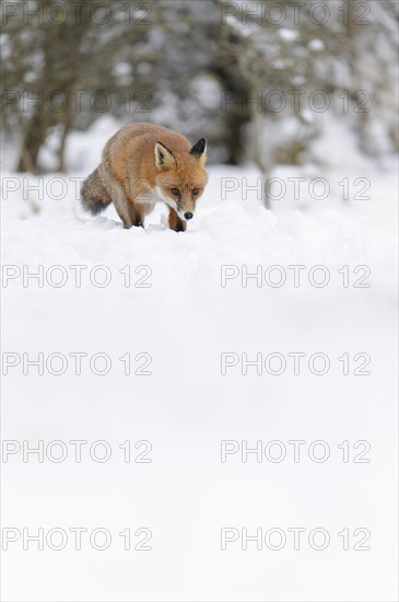 Red fox