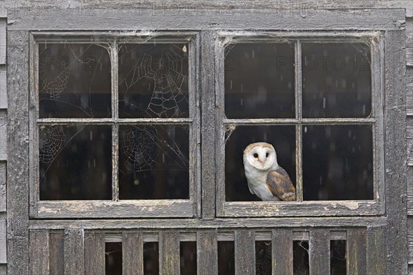 Common barn owl