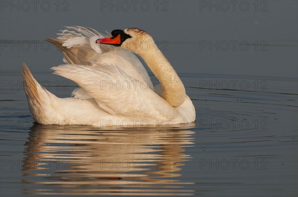 Mute Swan