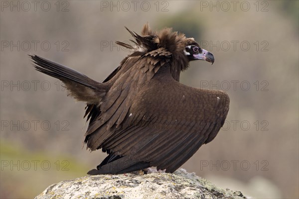 Eurasian Black Vulture