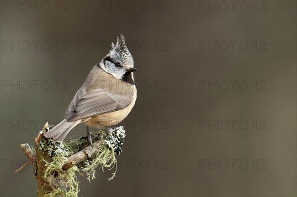 Crested tit