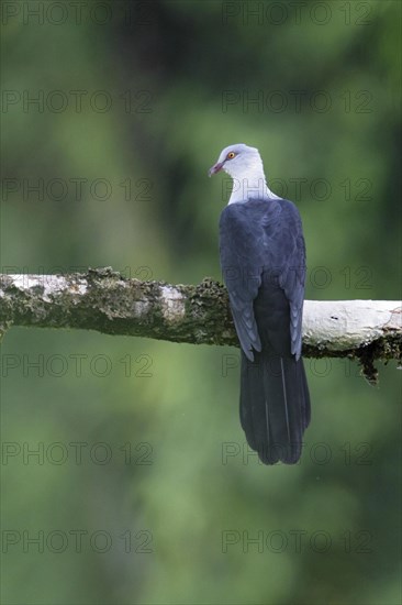 Pied Cuckoo-dove