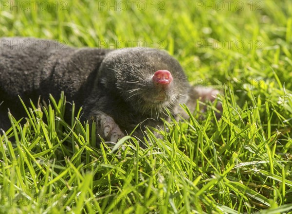 European Mole