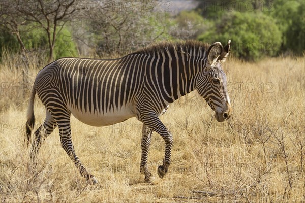 Grevy's grevy's zebra