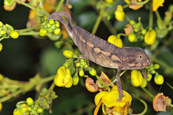 Panther chameleon