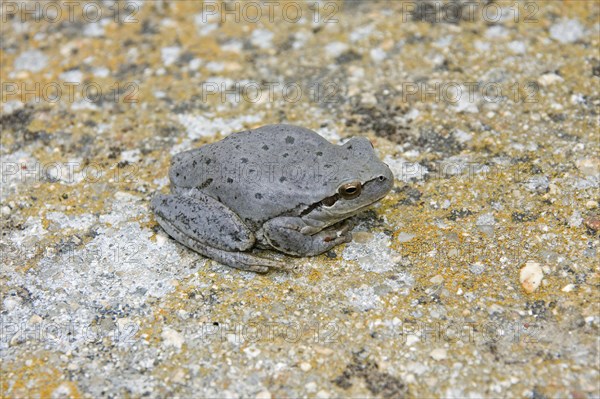 Stripeless Treefrog