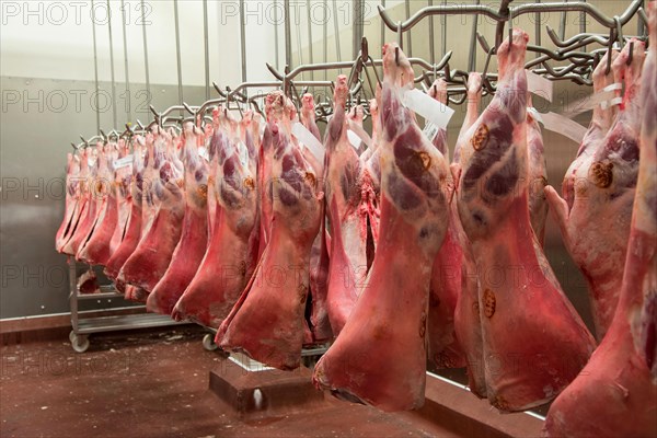 Slaughterhouse hanging lamb carcasses