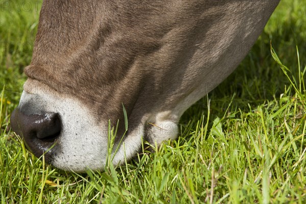 Domestic cattle