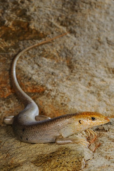 Socotra Skink