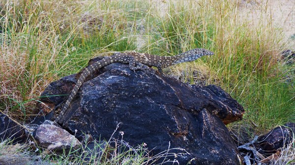 Perentie