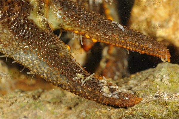 White-clawed Freshwater Crayfish