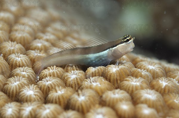 Banda Blenny