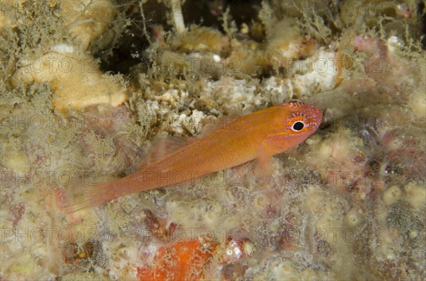 Coral Goby