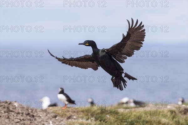 Crow common shags