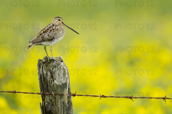 Common Snipe