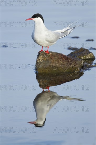 Arctic Tern