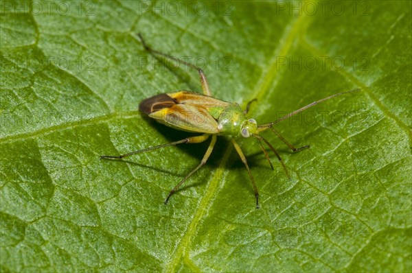 Potato capsid bug