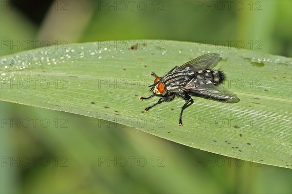 Grey flesh fly