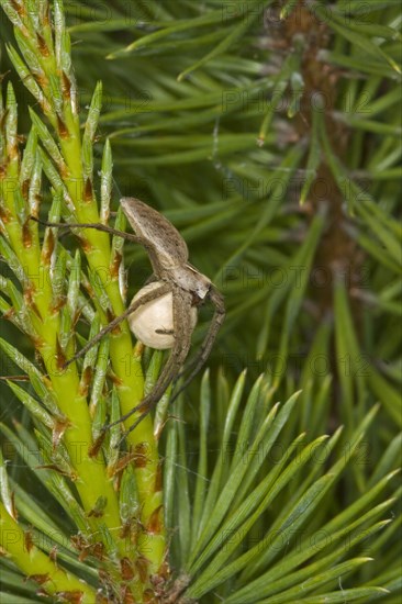 Nursery-web Spider