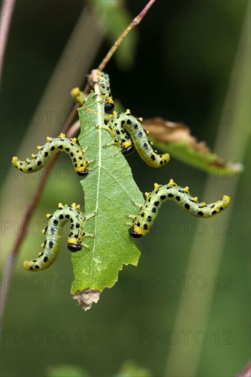 Dusky birch sawfly