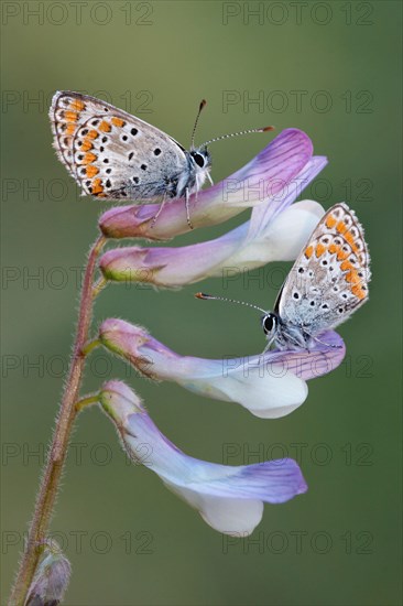 Brown Argus