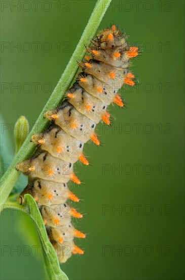 Southern Festoon