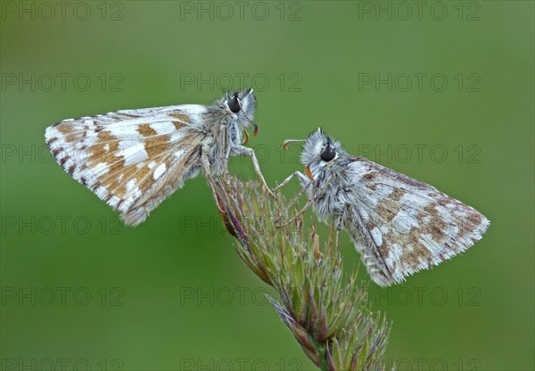 Olive skipper