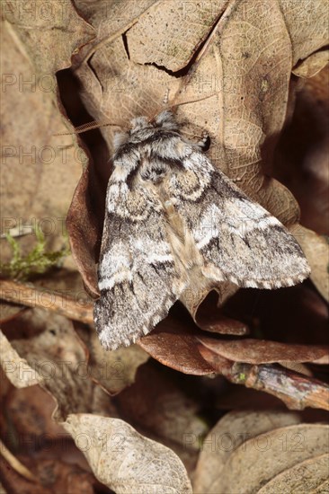 Marbled Brown