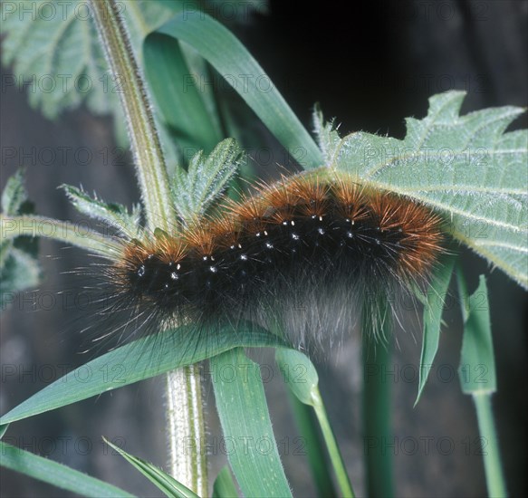 Garden tiger moth