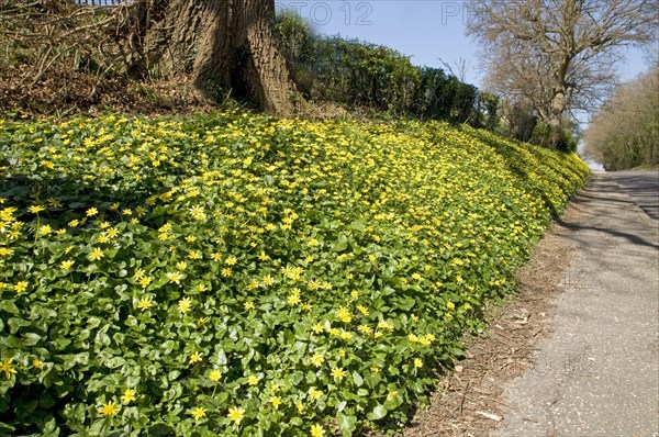 Lesser Celandine flowering mass