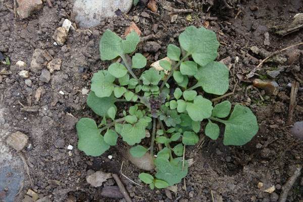 Hairy bittercress