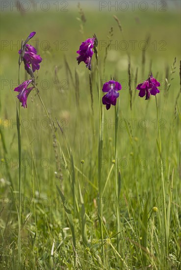 Wild gladiolus