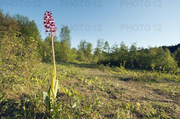 Lady Orchid